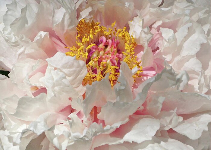 White Peony Greeting Card featuring the photograph White Peony by Sandy Keeton