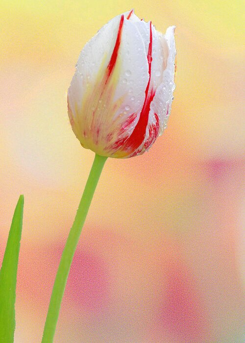 Art Greeting Card featuring the photograph White and Red Tulip II by Joan Han