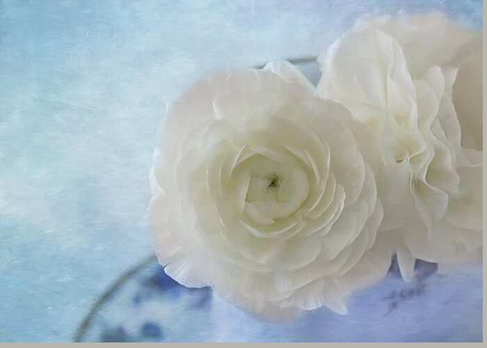 White Ranunculus Greeting Card featuring the photograph White Ranunculus Beauty by Kim Hojnacki
