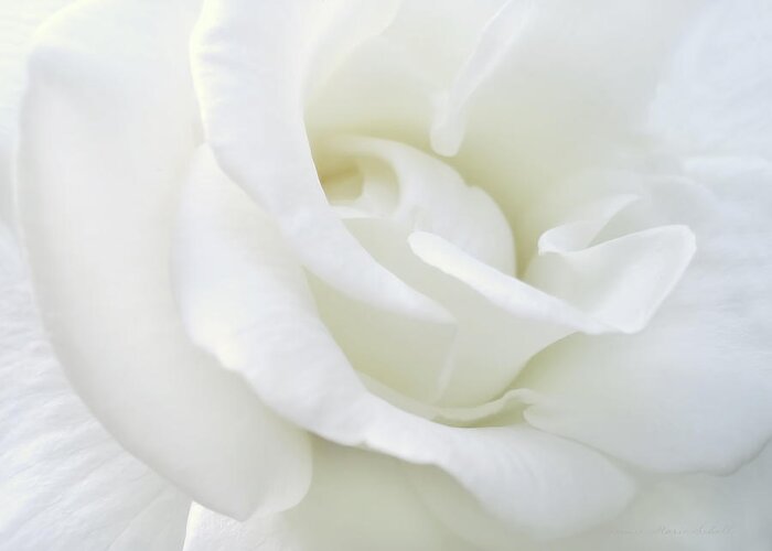 Rose Greeting Card featuring the photograph White Rose Angel Wings by Jennie Marie Schell