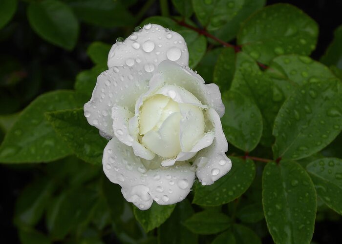 White Greeting Card featuring the photograph White Rose Bamberg by Pamela Newcomb