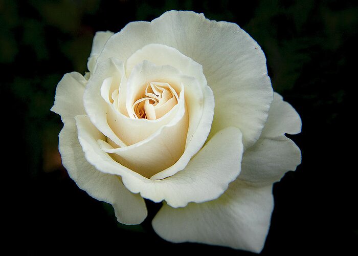 Ian Watts Greeting Card featuring the photograph White rose by Ian Watts