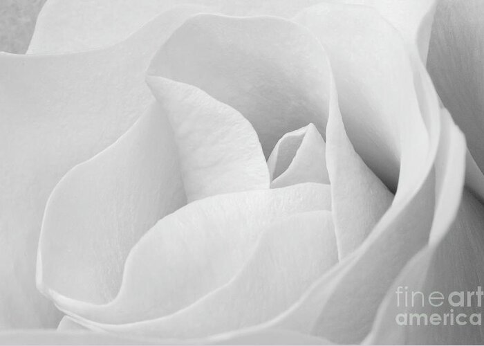 Angelini Greeting Card featuring the photograph White Rose visit www.AngeliniPhoto.com for more by Mary Angelini