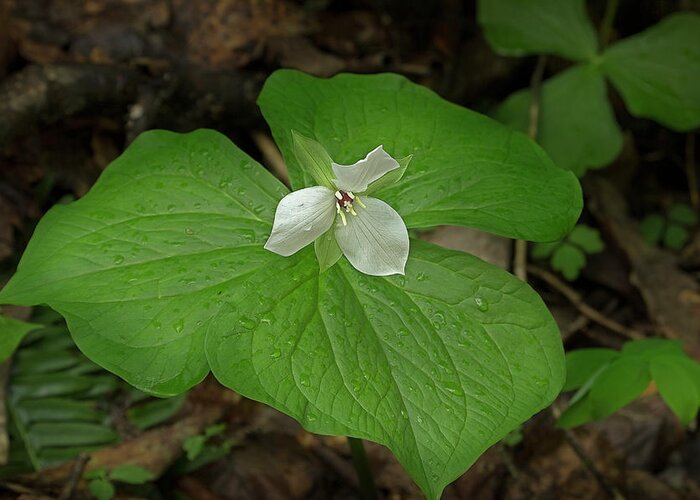 Sweet White Trillium Greeting Card featuring the photograph White Spring Trillium by Mike Eingle