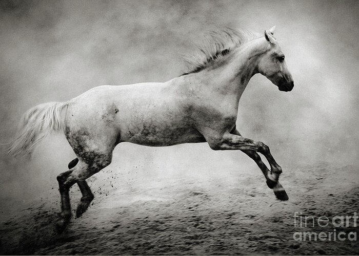 Horse Greeting Card featuring the photograph White Stallion by Dimitar Hristov