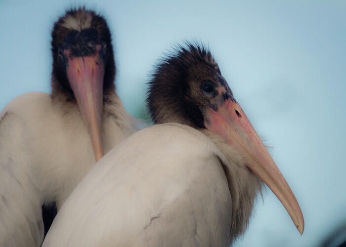 White Storks Greeting Card featuring the photograph White stork offspring by Wolfgang Stocker