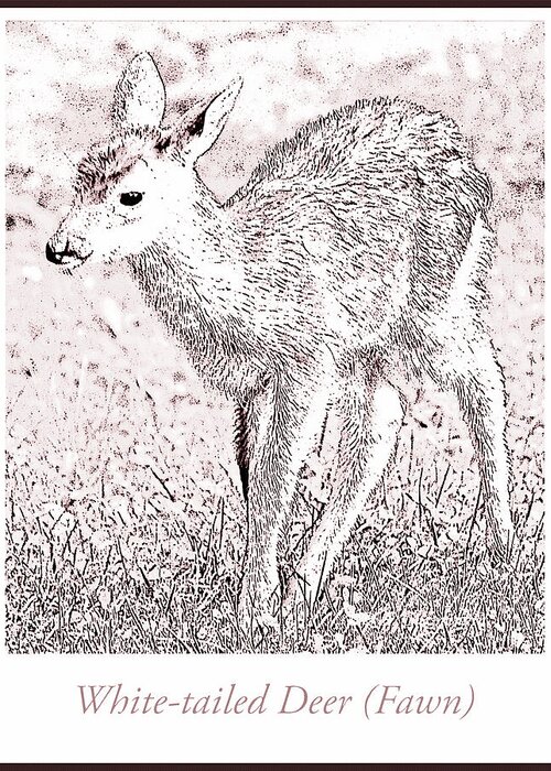 White-tailed Deer Greeting Card featuring the digital art White tailed Deer Fawn by A Macarthur Gurmankin