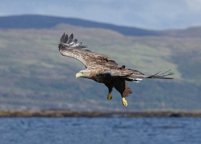 White-tailed Eagle Greeting Card featuring the photograph White-Tailed Eagle Over Loch by Pete Walkden