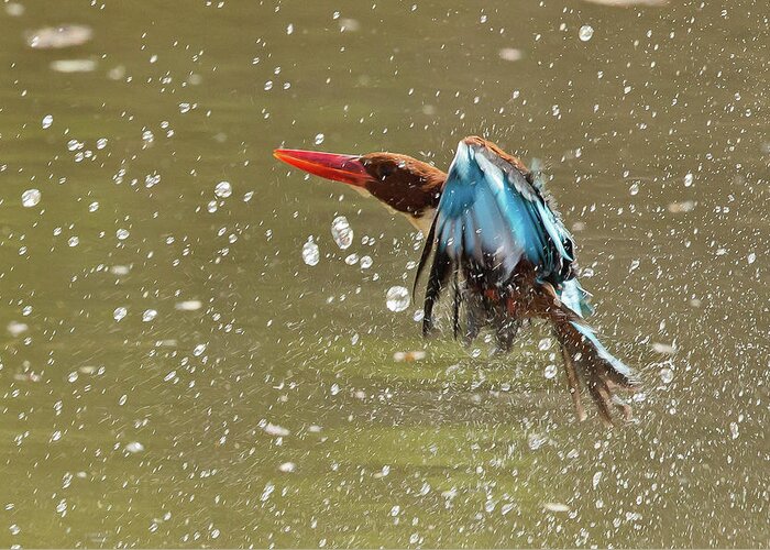 2017 Greeting Card featuring the photograph White-throated Kingfisher by Jean-Luc Baron