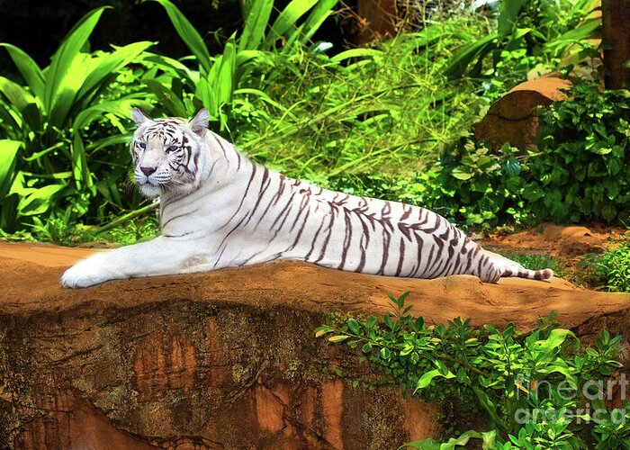 Tiger Greeting Card featuring the photograph White tiger by MotHaiBaPhoto Prints