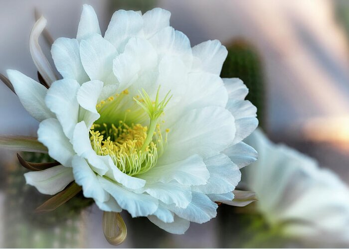 Torch Cactus Greeting Card featuring the photograph White Torch Cactus Bloom by Saija Lehtonen