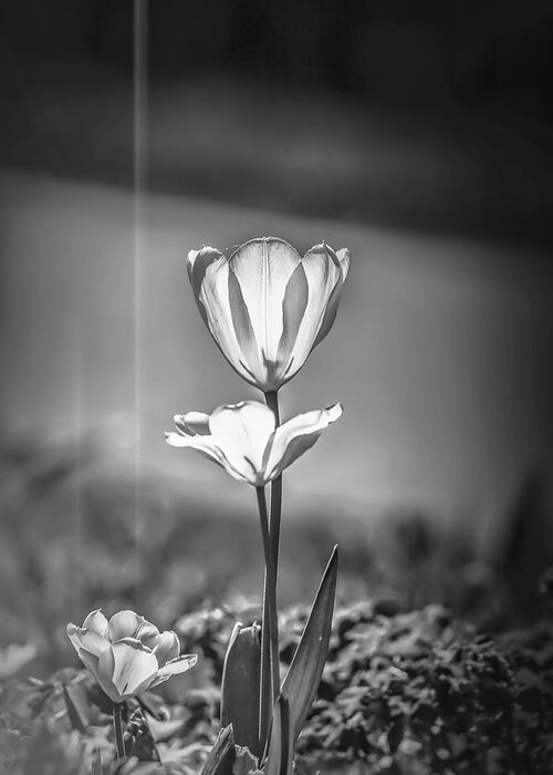 Black And White Greeting Card featuring the photograph White tulip May 2016 #1 bw by Leif Sohlman