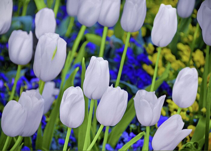 Floral Greeting Card featuring the photograph White Tulips by Steven Michael