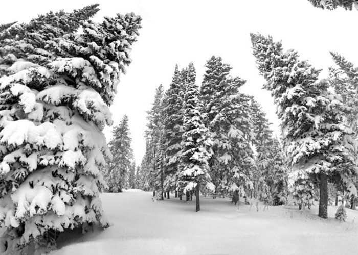 Black And White Greeting Card featuring the photograph White Warped Winter by David Andersen