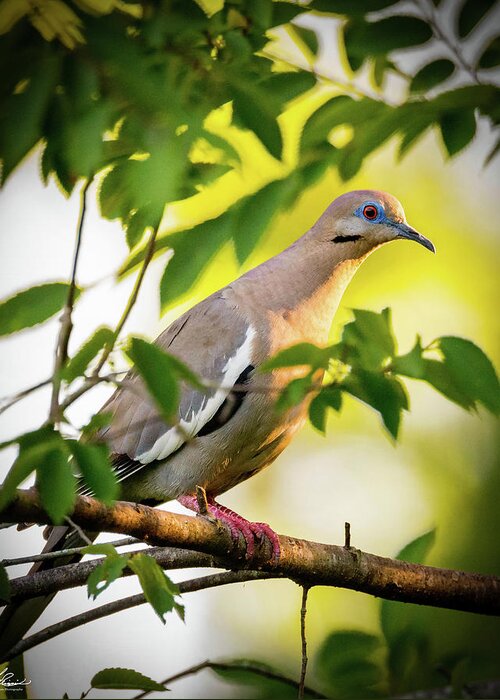 2017-06-06 Greeting Card featuring the photograph White Winged Dove 05 by Phil And Karen Rispin