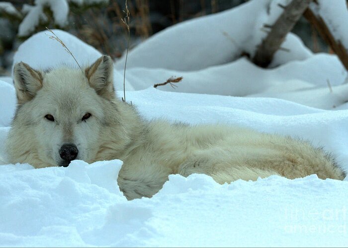  Greeting Card featuring the photograph Gray Wolf Winter Nap by Adam Jewell