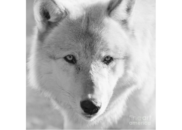 Wolf Greeting Card featuring the photograph White Wolf by Ana V Ramirez