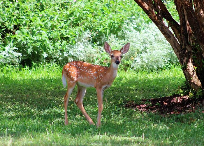 Nature Art Print Greeting Card featuring the photograph Whited-tailed Fawn - Face Of Innocence 2 by Ella Kaye Dickey