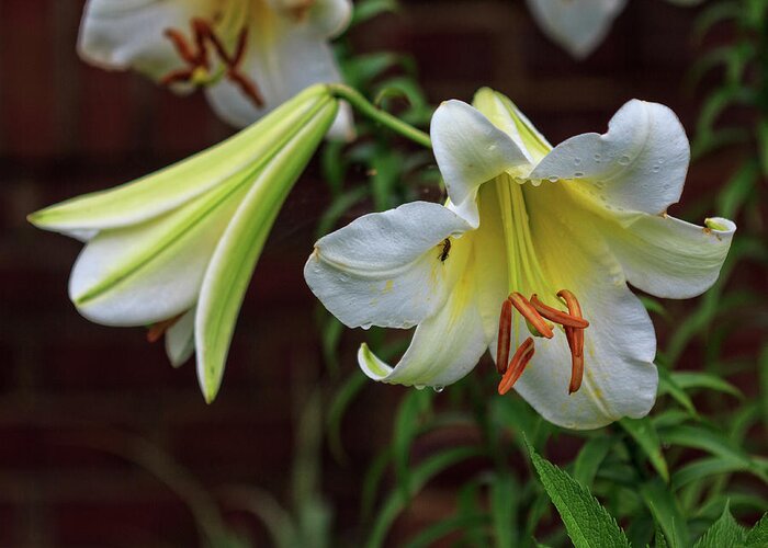 Lillies Greeting Card featuring the photograph Whites by Robert Pilkington