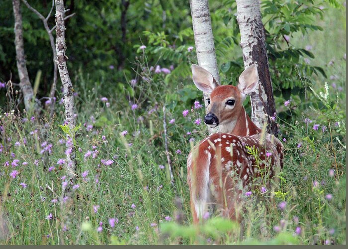 Fawn Greeting Card featuring the photograph Whitetail Fawn by Brook Burling