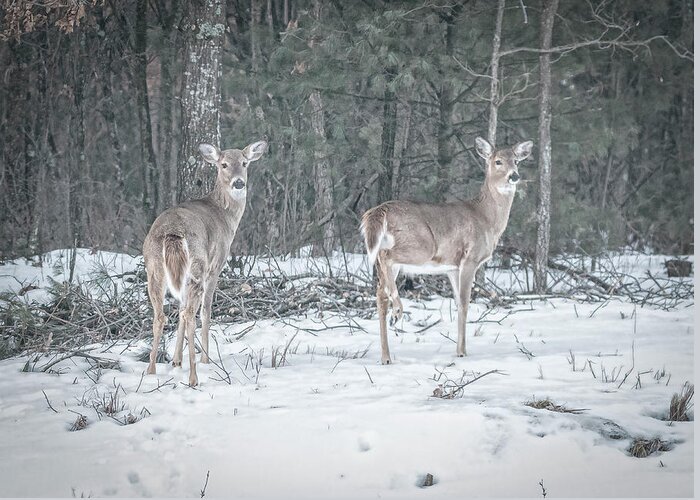 White Tailed Deer Greeting Card featuring the photograph Whitetails 2018-1 by Thomas Young