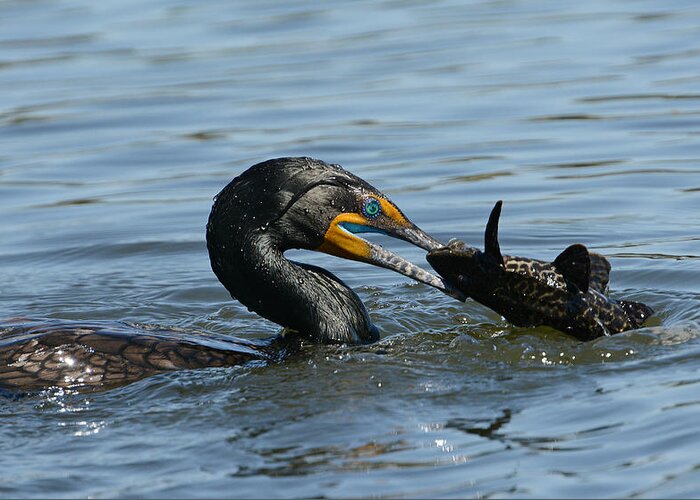 Double-crested Cormorant Greeting Card featuring the photograph Whopper 2 by Fraida Gutovich