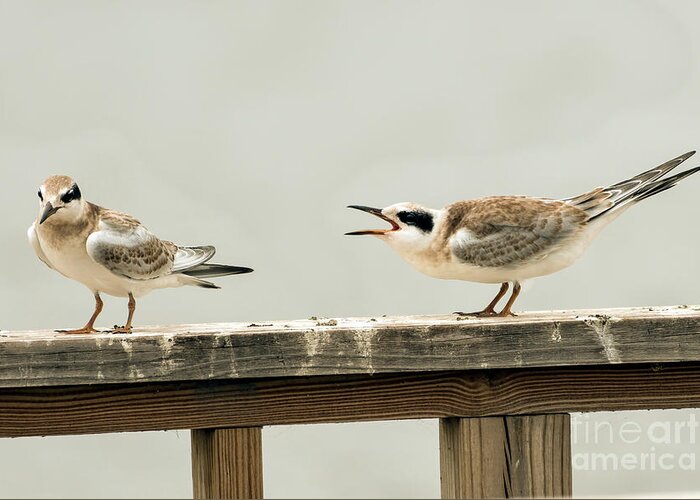 Terns Greeting Card featuring the photograph Why won't you listen by Sam Rino