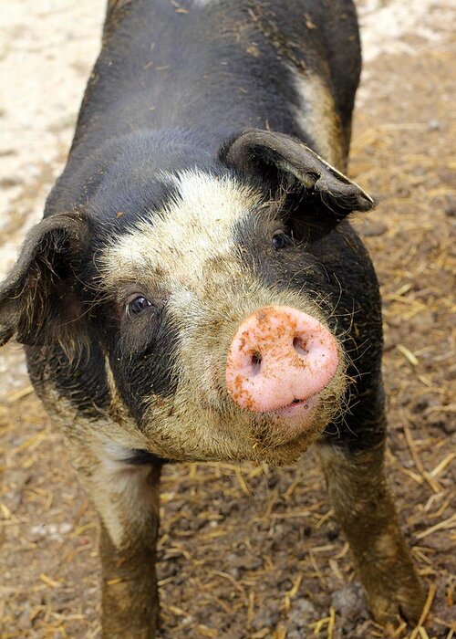 Pig Greeting Card featuring the photograph Wilbur by Viviana Nadowski