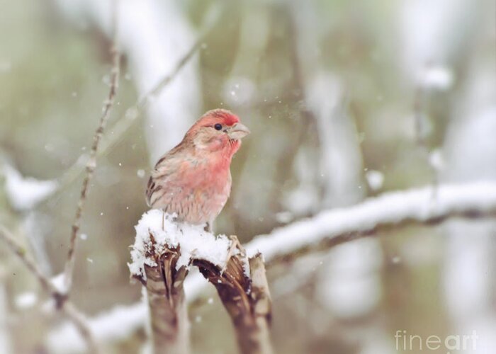 House Finch Greeting Card featuring the photograph Wild Birds - House Finch in The Snow by Kerri Farley of New River Nature