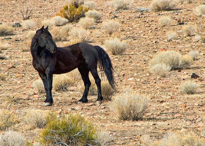 Horses Greeting Card featuring the photograph Wild Black Mustang Stallion by Waterdancer