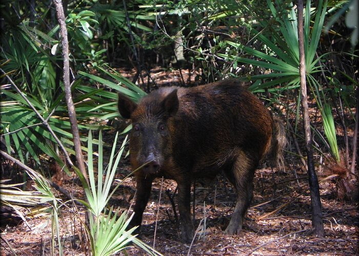 Wild Boar Greeting Card featuring the photograph Wild Boar I by Sheri McLeroy