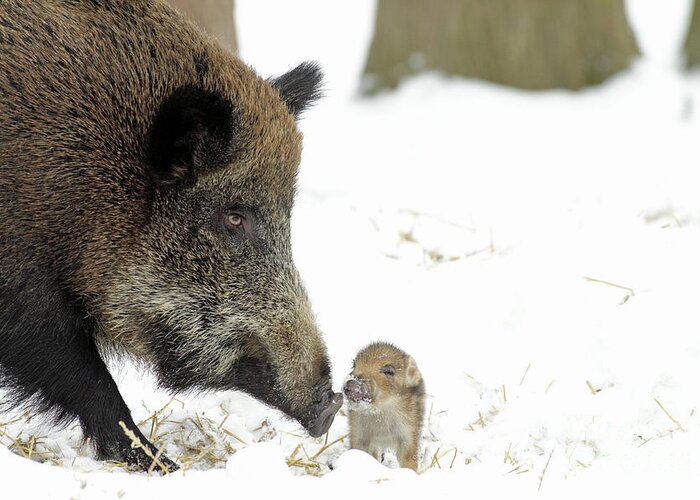 Adult Female Greeting Card featuring the photograph Wild Boar Mother And Baby by Duncan Usher
