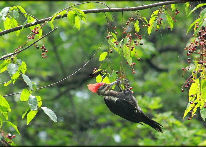 Pileated Woodpecker Greeting Card featuring the photograph Wild Cherry Snack by Tammy Schneider