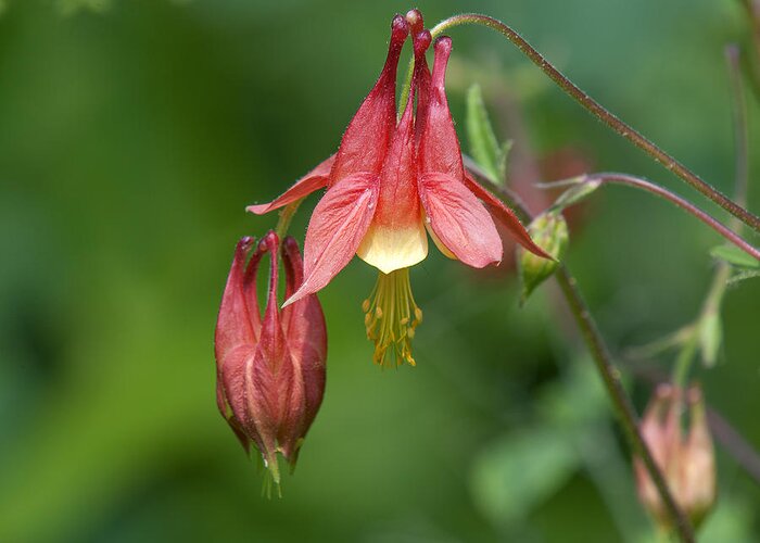 Nature Greeting Card featuring the photograph Wild Columbine Aquilegia canadensis DSPF0358 by Gerry Gantt