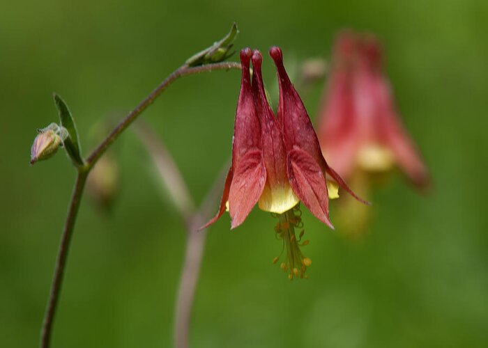 Nature Greeting Card featuring the photograph Wild Columbine Aquilegia canadensis DSPF0361 by Gerry Gantt