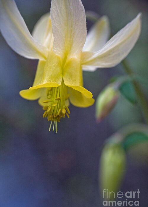 Wild Greeting Card featuring the photograph Wild Columbine by Katie LaSalle-Lowery
