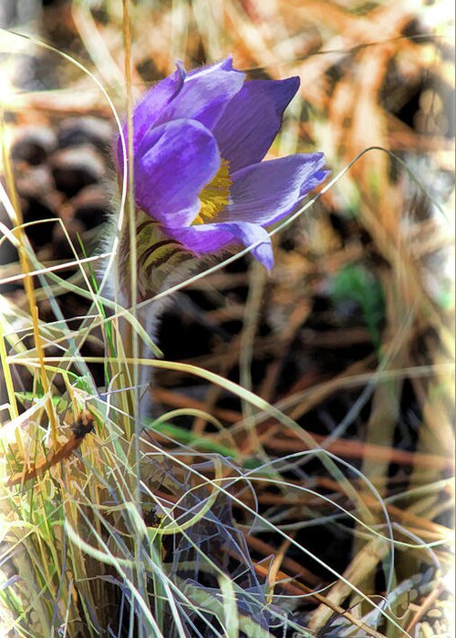 Pasque Flower Greeting Card featuring the photograph Wild Crocus by Jim Garrison
