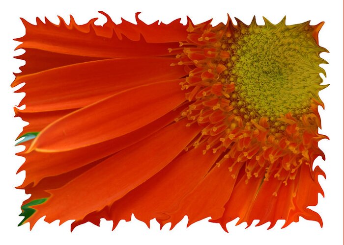 Gerber Daisy Orange Yellow Digital Art Photograph Photography Photographer Flower Plant Nature Greeting Card featuring the photograph Wild Daisy by Shari Jardina
