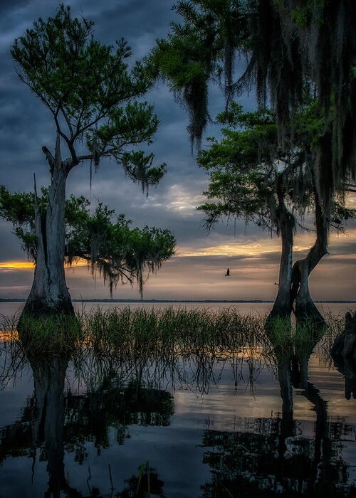 Crystal Yingling Greeting Card featuring the photograph Wild Florida by Ghostwinds Photography