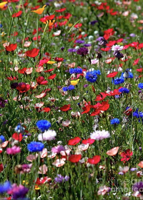 Flowers Greeting Card featuring the photograph Wild Flower Meadow 2 by Baggieoldboy