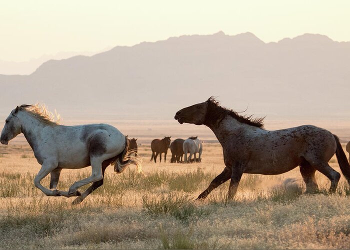 Chase Greeting Card featuring the photograph Wild Horse Chase by Wesley Aston