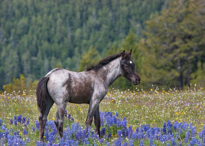 Mark Miller Photos Greeting Card featuring the photograph Wild Horse Foal in Lupines by Mark Miller