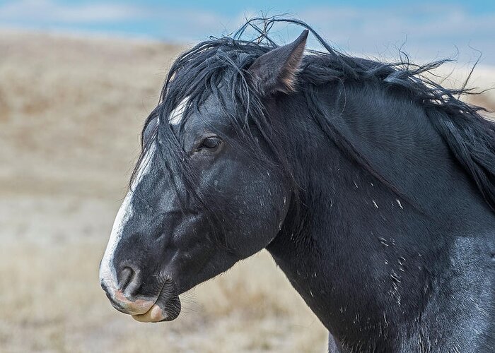 Horse Greeting Card featuring the photograph Wild Horse Profile by Scott Read