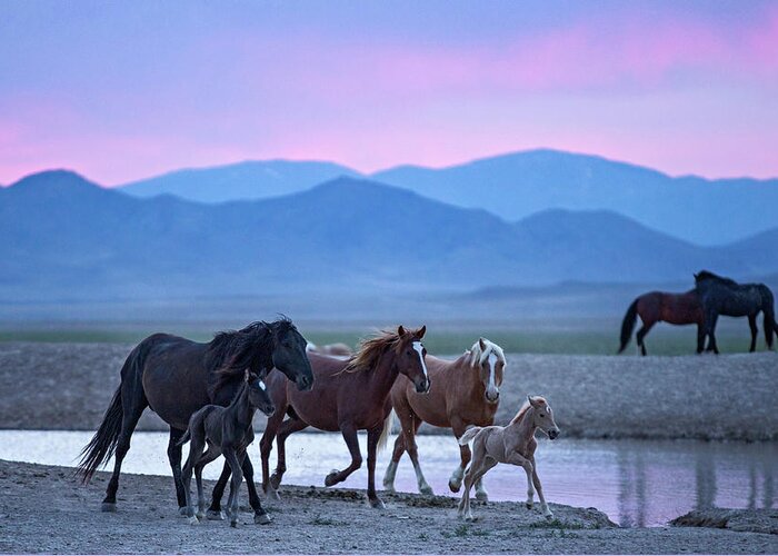 Wild Horse Greeting Card featuring the photograph Wild Horse Sunrise by Wesley Aston