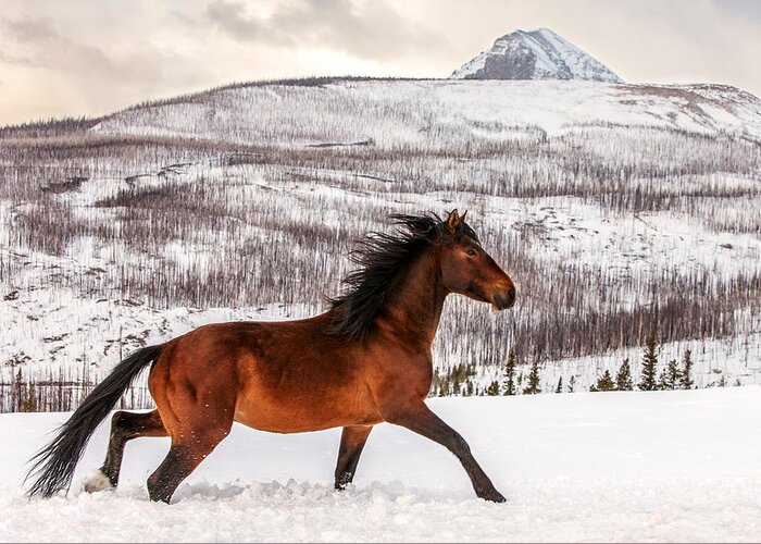 Wild; Horse; Animal; Running; Through; Snow; Mountains; Rocky Mountains; Glacier National Park; Browning; Montana; Mt; Outdoor; Winter; Snow; Snowy; Christmas; Side View; Feral; Wildlife; Stallion; Quarter Horse; Gallop; Galloping; Running; Cute; Beautiful; Blackfeet Nation; Horizontal; Copy Space; Clouds; Sky; Cloudy; Wilderness; Rural; Country; Countryside; Red; Brown; Forest; Action; Equine; Behavior; Wild West; Western; Native American; Nature; Cold; Free Roaming; Beauty; Motion; Best Greeting Card featuring the photograph Wild Horse by Todd Klassy