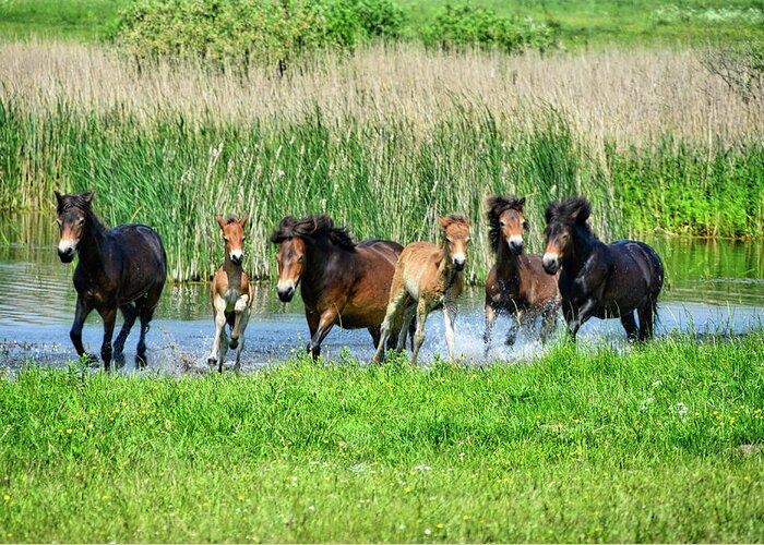 Nature Greeting Card featuring the photograph Wild Horses 6 by Ingrid Dendievel