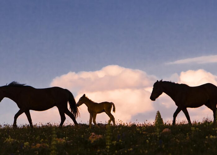  Greeting Card featuring the photograph Wild Horses and Clouds by Mark Miller