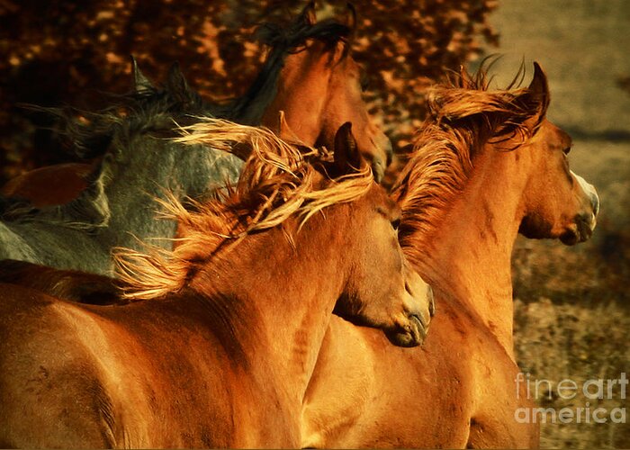 Horse Greeting Card featuring the photograph Wild Horses by Dimitar Hristov