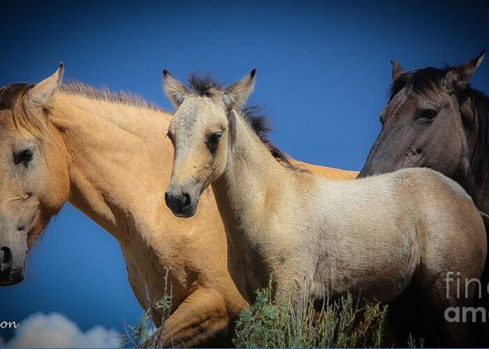 Horses Greeting Card featuring the photograph Wild Horses on Blue Sky by Veronica Batterson