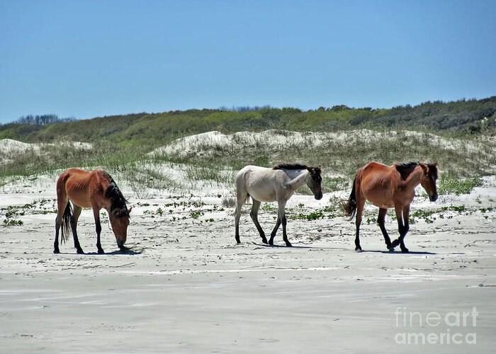 Wild Horse Greeting Card featuring the photograph Wild Horses On The Beach by D Hackett